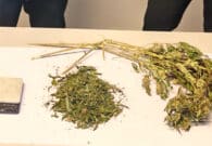 Serra di marijuana in un alloggio popolare, la scoperta durante un controllo tecnico