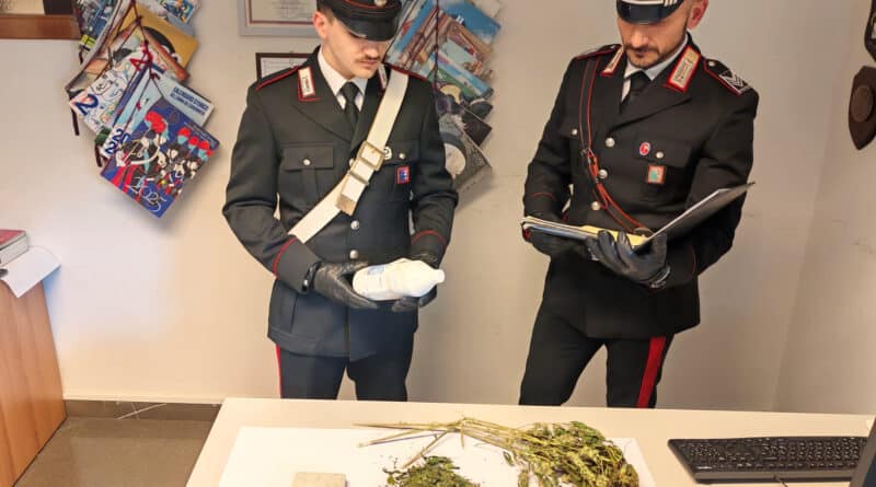 Alloggio Ater trasformato in serra per la marijuana