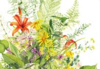 A Tolmezzo un’esperienza immersiva tra natura e arte per scoprire il mondo delle erbe in Carnia