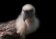 Torna il Griffonday alla Riserva del lago di Cornino