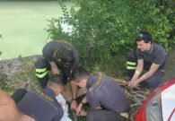 VIDEO – Capriolo finisce nel canale Ledra, salvato dai vigili del fuoco