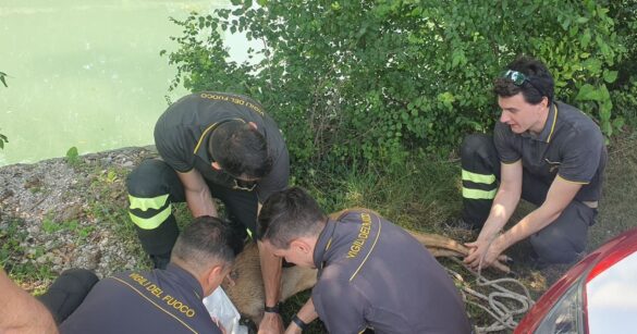 VIDEO – Capriolo finisce nel canale Ledra, salvato dai vigili del fuoco