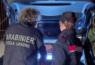Controlli in un allevamento avicolo della provincia di Udine