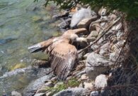 Avvelenati 7 grifoni in Austria, quasi certamente provenivano dalla Riserva di Cornino