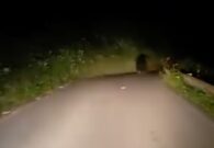 Orso inseguito in auto in Alta Val Torre: LNDC Animal Protection presenta una denuncia