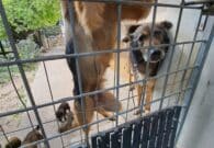 Trasaghis, il Partito Animalista Italiano FVG chiede il massimo delle pene e prepara la denuncia