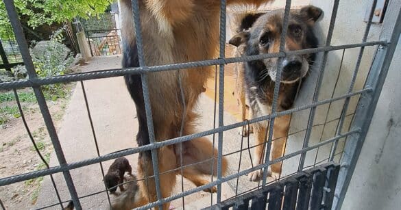 Trasaghis, il Partito Animalista Italiano FVG chiede il massimo delle pene e prepara la denuncia