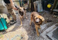 Malnutriti e deperiti, il Cfr sequestra 10 cani in un’abitazione a Trasaghis