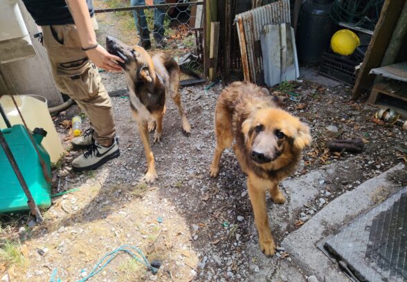 Malnutriti e deperiti, il Cfr sequestra 10 cani in un’abitazione a Trasaghis