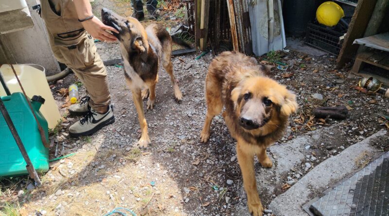 Malnutriti e deperiti, il Cfr sequestra 10 cani in un’abitazione a Trasaghis