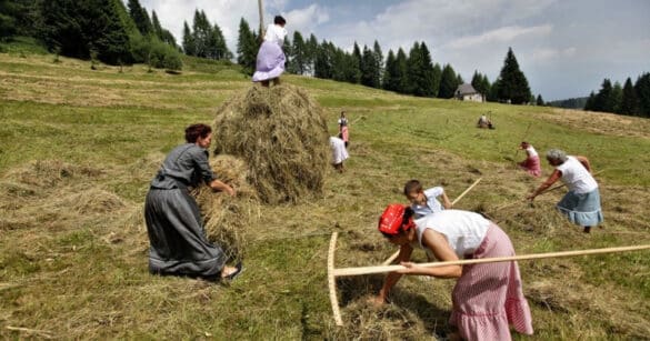 Festa della fienagione nei prati dello Zoncolan con “Fasjn la mede” 