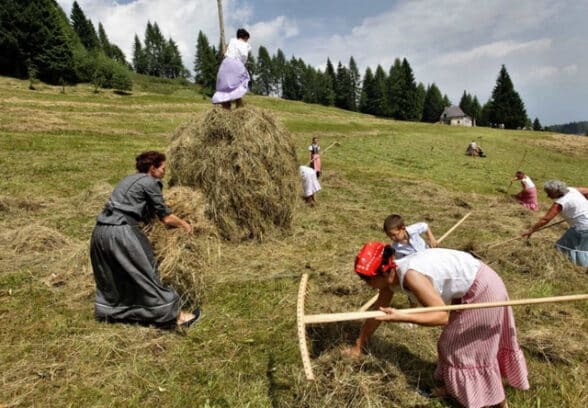 Festa della fienagione nei prati dello Zoncolan con “Fasjn la mede” 