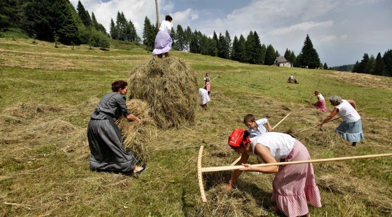 Festa della fienagione nei prati dello Zoncolan con “Fasjn la mede” 