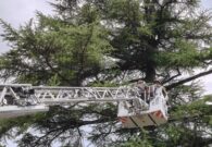 Rami pericolanti dopo il maltempo a Villa Santina, intervengono i Vigili del fuoco