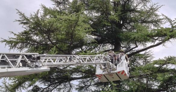 Rami pericolanti dopo il maltempo a Villa Santina, intervengono i Vigili del fuoco