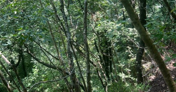 Bambino di 9 anni precipita per venti metri durante un campo scout