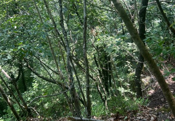 Bambino di 9 anni precipita per venti metri durante un campo scout