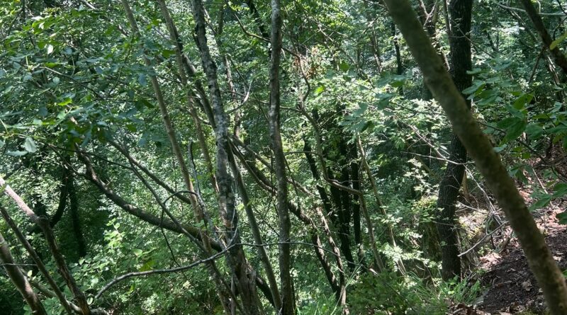 Bambino di 9 anni precipita per venti metri durante un campo scout