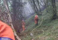 Incendi in Fvg, fauna selvatica sotto controllo: nessun aumento degli animali feriti