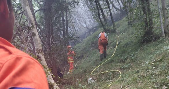 Incendi in Fvg, fauna selvatica sotto controllo: nessun aumento degli animali feriti
