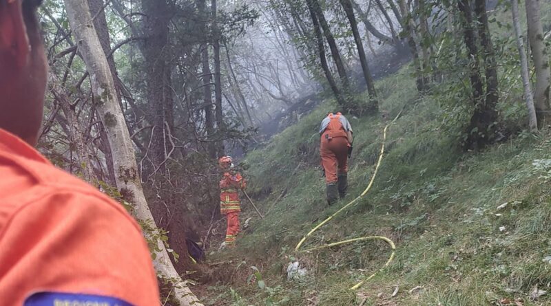Incendi in Fvg, fauna selvatica sotto controllo: nessun aumento degli animali feriti