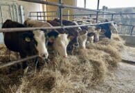 Zootecnia, presidio per la Carnia: dalla gestione dell’emergenza al rilancio del Centro Zonale Aste