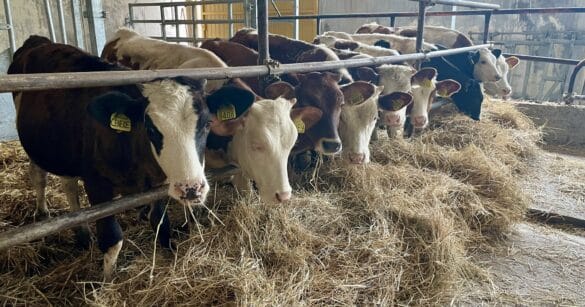 Zootecnia, presidio per la Carnia: dalla gestione dell’emergenza al rilancio del Centro Zonale Aste