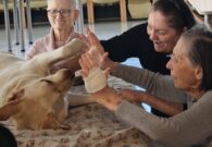 “Un cane per amico”, all’Asp della Carnia la relazione con gli animali diventa benessere