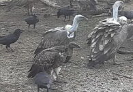 Avvistamento eccezionale alla Riserva del lago di Cornino