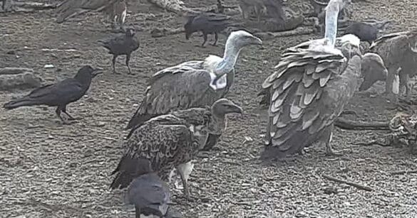 Avvistamento eccezionale alla Riserva del lago di Cornino