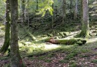 Il Bosco Vintulins di Paularo iscritto nella Rete nazionale dei boschi vetusti