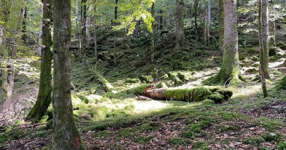 Il Bosco Vintulins di Paularo iscritto nella Rete nazionale dei boschi vetusti