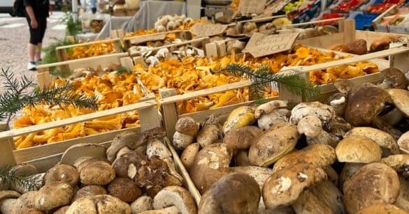 Gastronomia e natura a Forni di Sopra con la tradizionale “Festa dei Funghi”