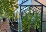 Piante di marijuana coltivate in una serra domestica sul terrazzo di casa: due persone denunciate