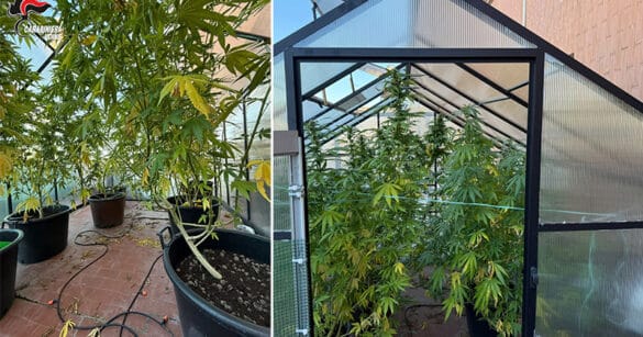 Piante di marijuana coltivate in una serra domestica sul terrazzo di casa: due persone denunciate