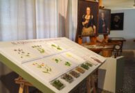 Erbe da scoprire e storie da raccontare al Museo Carnico di Tolmezzo