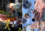 A Villalta di Fagagna è tempo di “Festa d’Autunno – Scambio di semi e piante”