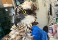 Dalla Regione 1,7 milioni di euro per la tutela della fauna selvatica