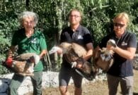 Tre giovani grifoni in libertà, spettacolo alla Riserva di Cornino