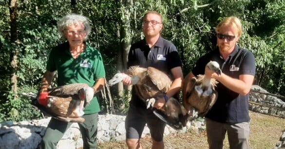 Tre giovani grifoni in libertà, spettacolo alla Riserva di Cornino