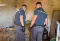 VIDEO – Individuate a Forgaria due serre per la coltivazione di marijuana. Sequestrati 23 chili
