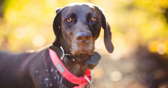Tolmezzo: utilizzava il collare elettrico sul cane, denunciato per maltrattamento di animali