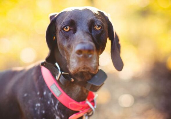 Tolmezzo: utilizzava il collare elettrico sul cane, denunciato per maltrattamento di animali