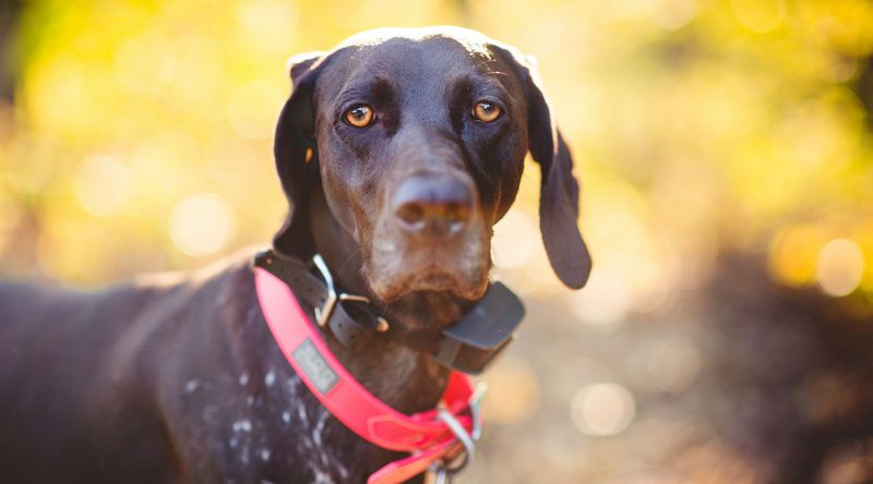 Tolmezzo: utilizzava il collare elettrico sul cane, denunciato per maltrattamento di animali