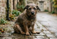 Collare elettrico a un cane a Tolmezzo, il proprietario è un cacciatore. Gli animalisti: «Revocare il porto d’armi e la licenza di caccia»