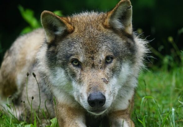 Gestione del lupo: firmato memorandum transfrontaliero per l’arco alpino