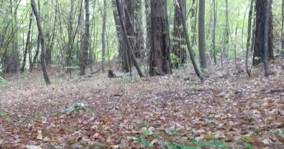 Festa di fine stagione a Stolvizza di Resia tra camminate, visite ai musei e tradizioni popolari